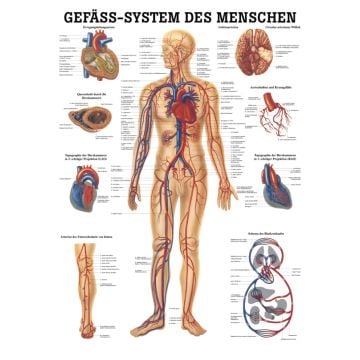 Teaching board, poster - The human vascular system