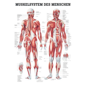Teaching board, poster - Human muscular system
