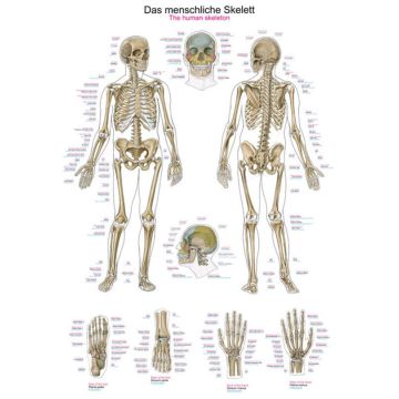 Chart - The human skeleton