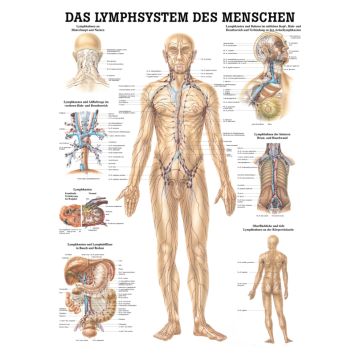 Educational Chart, Poster - The Human Lymphatic System