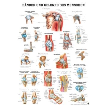 Educational Chart - Muscles and Joints of the Human Body