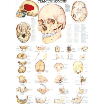 Poster - The Human Skull