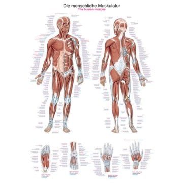 Poster - The human musculature