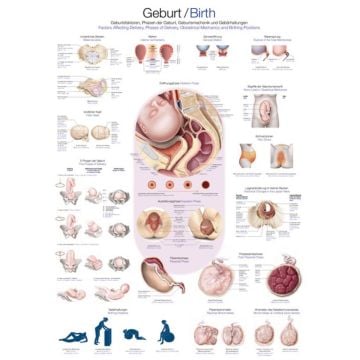 Instructional Chart - Birth