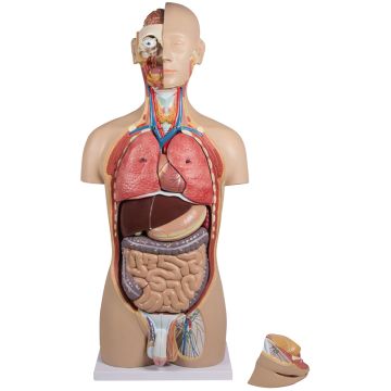 Erler-Zimmer Torso, 27 pieces