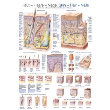Poster - Skin-Hair-Nails
