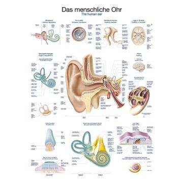 Chart - The human ear