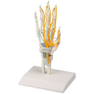 Erler-Zimmer Hand with Tendons, Nerves, and Carpal Tunnel