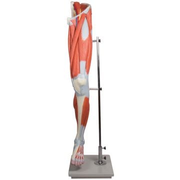 Erler-Zimmer Leg Muscles, 13-Piece Set