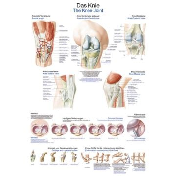 Wall Chart - The Knee