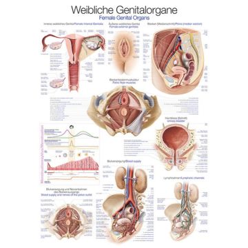 Teaching Chart - Female Genital
