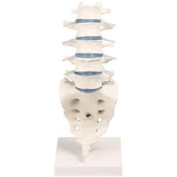 Erler-Zimmer Lumbar Spine