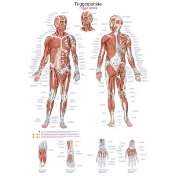 Instructional Chart - Trigger Points