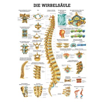Teaching Board, Poster - The Spine