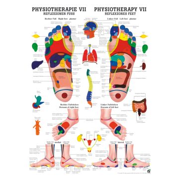 Poster - Reflexology Foot