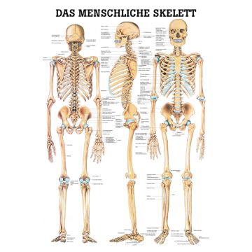 Teaching board, poster - The human skeleton