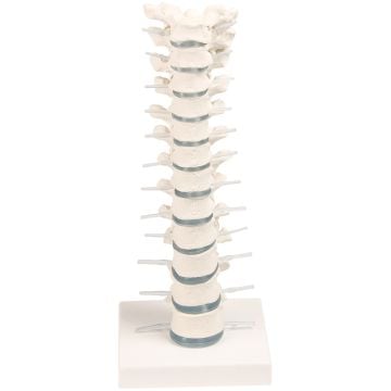Erler-Zimmer Thoracic Spine