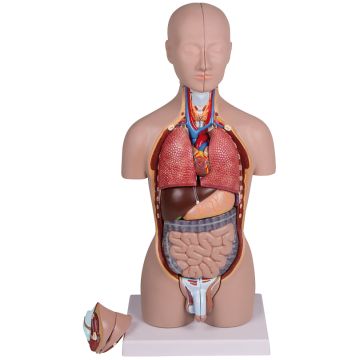 Erler-Zimmer Mini-Torso, 16 pieces