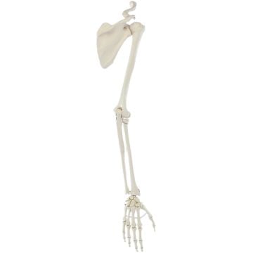 Erler-Zimmer Arm Skeleton