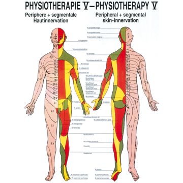 Poster - Skin Innervation