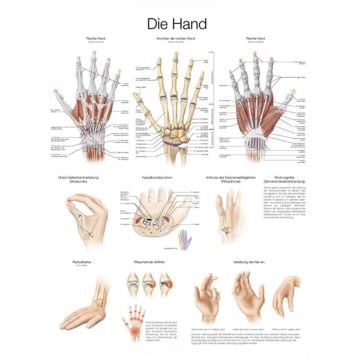 Educational Chart - The Hand