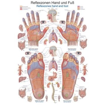 Chart - Reflex Zones Hand and Foot