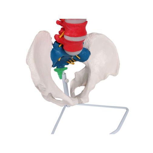 Erler-Zimmer Flexible Spine