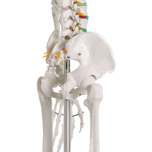 Erler-Zimmer School Skeleton Oscar