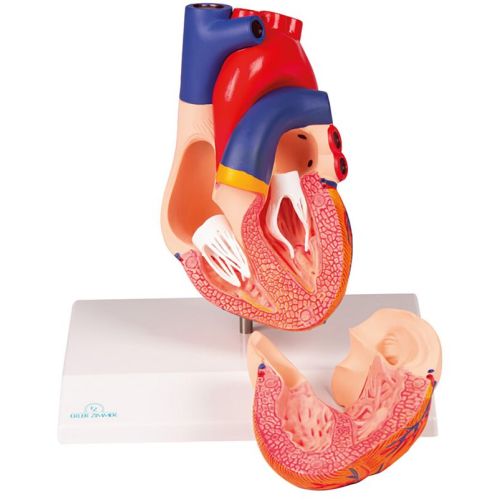 Erler-Zimmer Heart Model, Augmented Anatomy