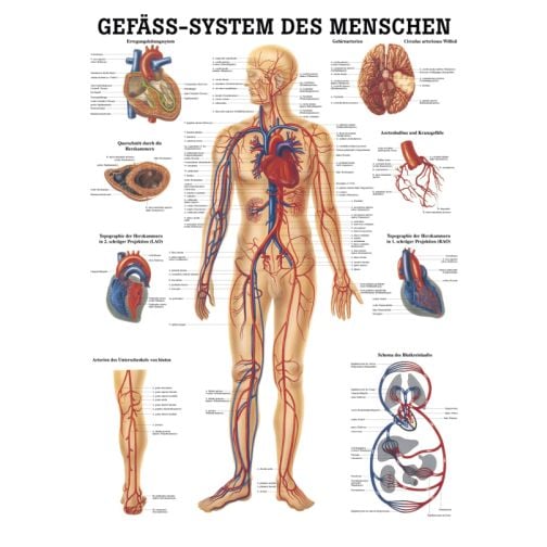 Teaching board, poster - The human vascular system