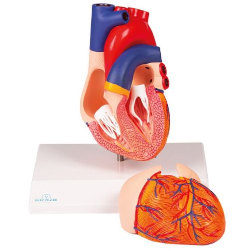 Erler-Zimmer Heart Model, Augmented Anatomy