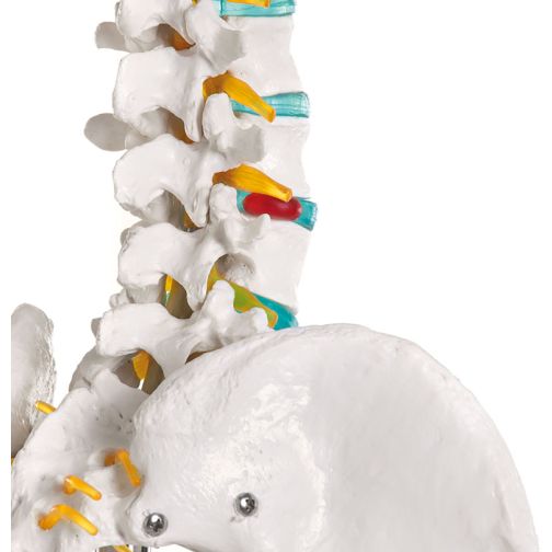 Erler-Zimmer School Skeleton Oscar