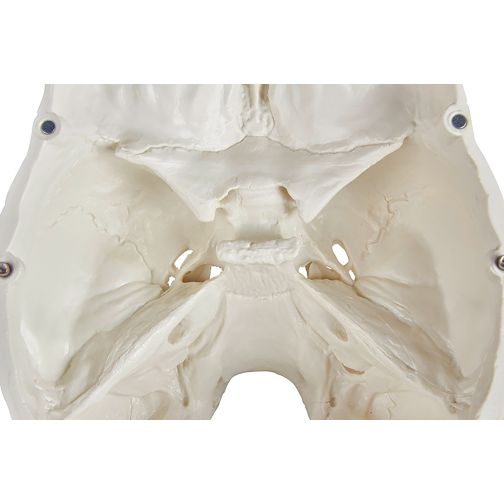 Erler-Zimmer Skull Model