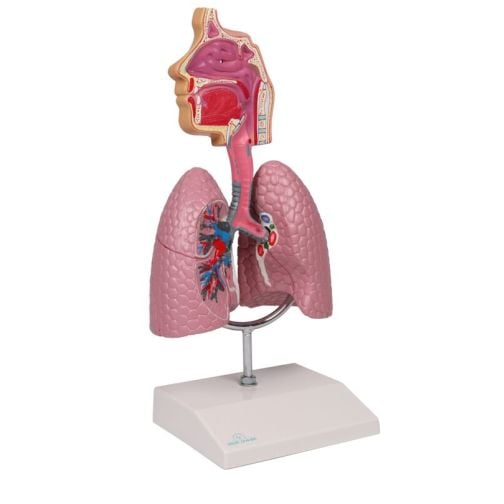 Erler-Zimmer Respiratory Model