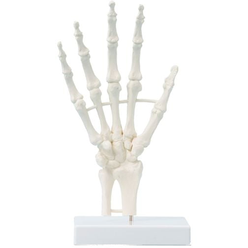 Erler-Zimmer Hand Skeleton