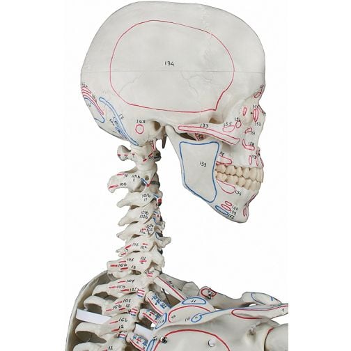Erler-Zimmer Skeleton Max