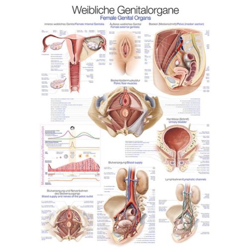 Teaching Chart - Female Genital