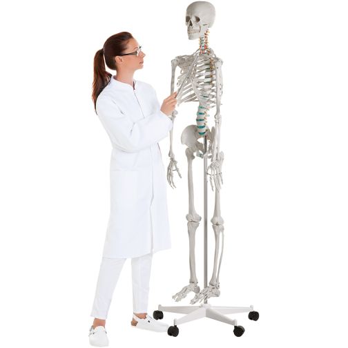 Erler-Zimmer School Skeleton Oscar