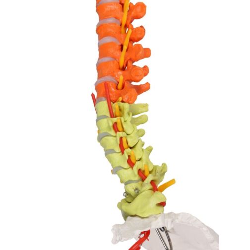 Erler-Zimmer Flexible Spine