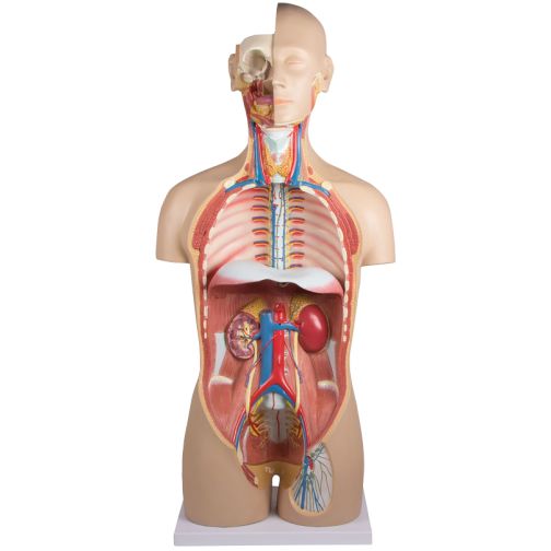 Erler-Zimmer Torso