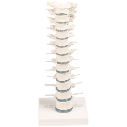 Erler-Zimmer Thoracic Spine