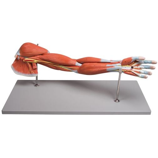 Erler-Zimmer Arm Musculature, 7-Piece