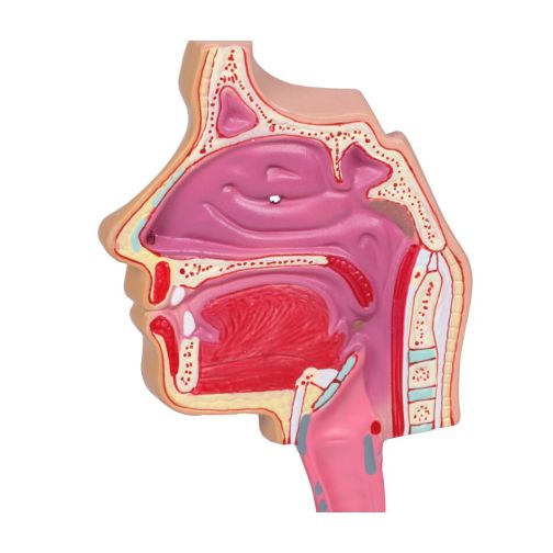 Erler-Zimmer Respiratory Model