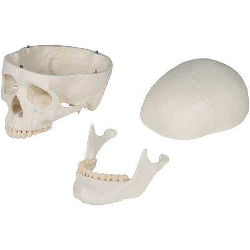 Erler-Zimmer Skull Model