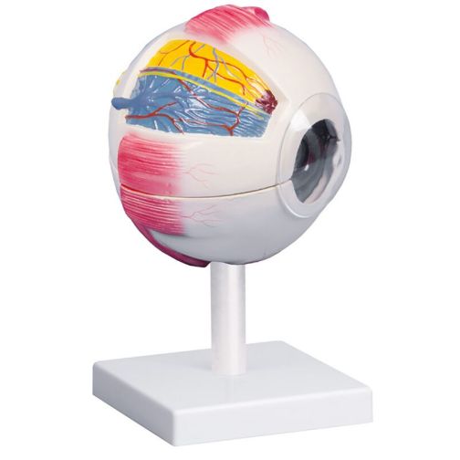 Erler-Zimmer Eye Model