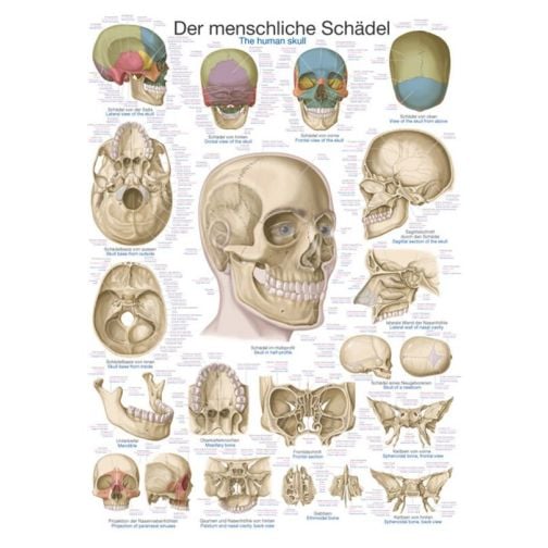 Poster - The Skull