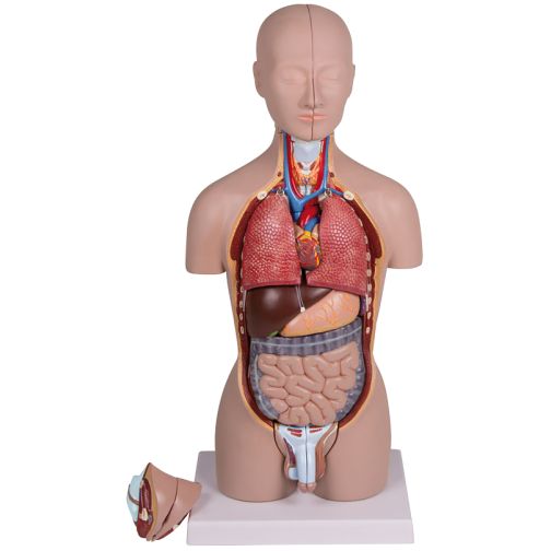 Erler-Zimmer Mini-Torso, 16 pieces