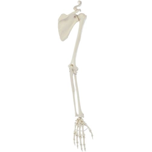 Erler-Zimmer Arm Skeleton