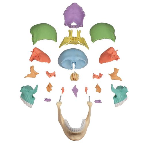 Erler-Zimmer Osteopathy Skull Model