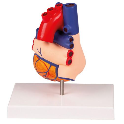 Erler-Zimmer Heart Model, Augmented Anatomy